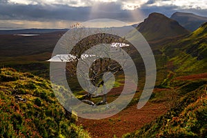 Quiraing tree with a warm light