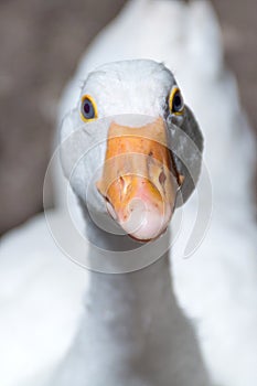 Quirky Encounter: Close-up of Curious White Domestic Goose