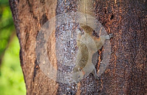 A quirrel eating yellow mango fruit on tree