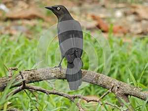 Quiscalus lugubris or Carib Grackle or Black Bird