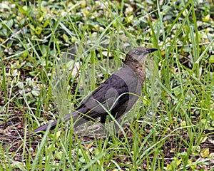 Quiscalus mexicanus, the Great-tailed grackle in grass outside a hospital in Richardson, Texas.