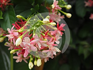 Quisqualis indica or Combretum indicum flowers