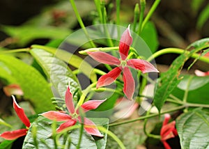 Quisqualis indica or Rangoon creeper