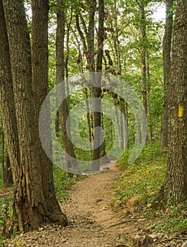 Quit Hiking Trail in the Blue Ridge Mountains