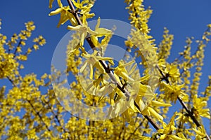 Quite a bit yellow flowers of forsythia against blue sky photo