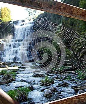 Quite a catch - spider web
