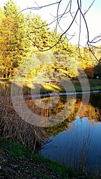 Quite lake and sunny forest