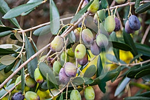 Quite mature olives ready for being collected