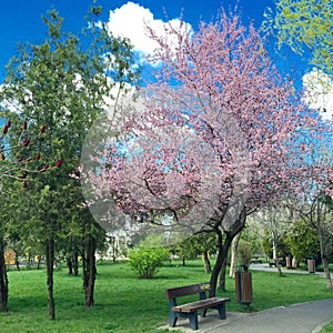 Quite park bench under flowering cherry tree photo