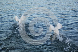 Lovely couple swans is flying out of river