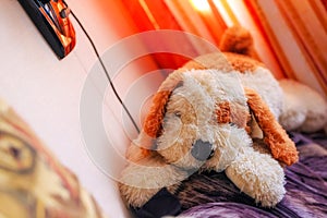 Plushy toy dog, warm tones photo