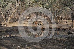 A quite young male tiger coming for drinking water in Ranthambore