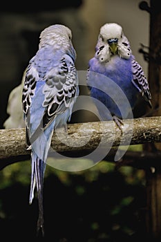 A cute couple of birds photo