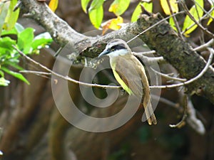 Quitupi. Bird clinging to a tree branch