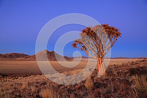 Namibia - Quiver Tree