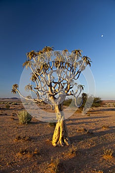 Quiver tree