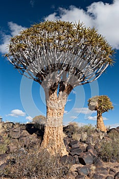 Quiver Tree (Aloe dichotoma)