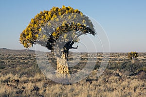 A quiver tree Aloe dichotoma