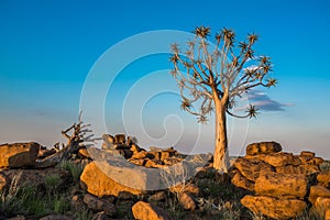 The quiver tree, or aloe dichotoma, Keetmanshoop, Namibia