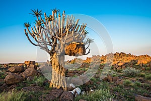 The quiver tree, or aloe dichotoma, Keetmanshoop, Namibia