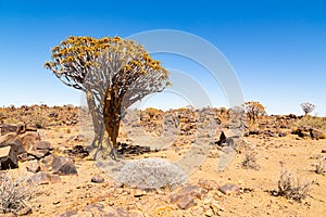 The quiver tree, or aloe dichotoma, Keetmanshoop, Namibia