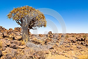 The quiver tree, or aloe dichotoma, Keetmanshoop, Namibia