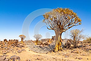 The quiver tree, or aloe dichotoma, Keetmanshoop, Namibia