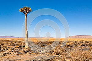 The quiver tree, or aloe dichotoma, Keetmanshoop, Namibia