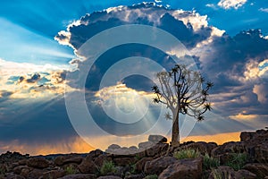 The quiver tree, or aloe dichotoma, Keetmanshoop, Namibia