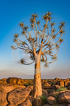 The quiver tree, or aloe dichotoma, Keetmanshoop, Namibia