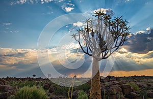 The quiver tree, or aloe dichotoma, Keetmanshoop, Namibia