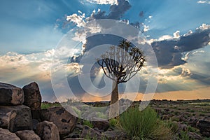 The quiver tree, or aloe dichotoma, Keetmanshoop, Namibia