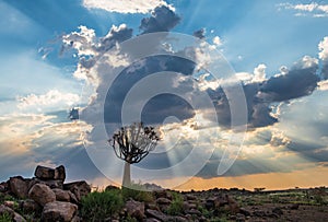 The quiver tree, or aloe dichotoma, Keetmanshoop, Namibia