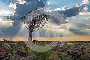 The quiver tree, or aloe dichotoma, Keetmanshoop, Namibia