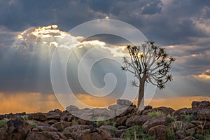 The quiver tree, or aloe dichotoma, Keetmanshoop, Namibia