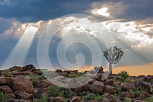 The quiver tree, or aloe dichotoma, Keetmanshoop, Namibia