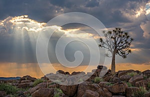 The quiver tree, or aloe dichotoma, Keetmanshoop, Namibia