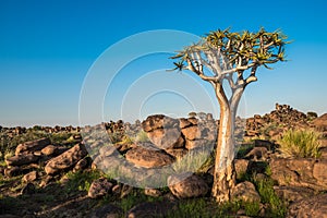 The quiver tree, or aloe dichotoma, Keetmanshoop, Namibia