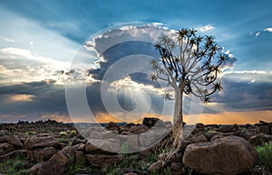 The quiver tree, or aloe dichotoma, Keetmanshoop, Namibia