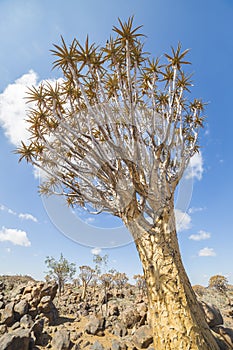 The quiver tree, or aloe dichotoma, or Kokerboom, in Namibia