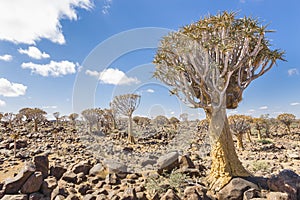 The quiver tree, or aloe dichotoma, or Kokerboom, in Namibia