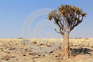 Quiver tree (Aloe dichotoma) in the Namib desert