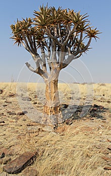 Quiver tree (Aloe dichotoma) in the Namib desert