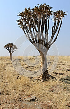 Quiver tree (Aloe dichotoma) in the Namib desert landscape