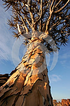 Quiver tree (Aloe dichotoma), Namibia