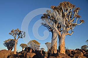 Quiver tree (Aloe dichotoma), Namibia