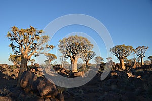 Quiver tree (Aloe dichotoma), Namibia