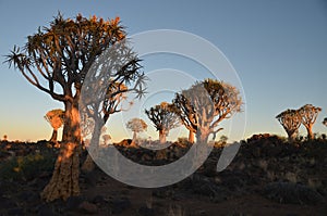 Quiver tree (Aloe dichotoma), Namibia