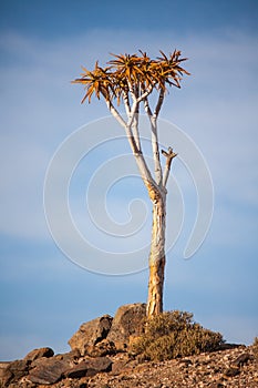 Quiver tree Aloidendron pillansii 5