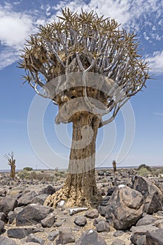 Quiver tree with big weaver birds nest at Quivertree forest, Keetmansoop, Namibia